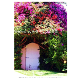 105 Pcs Climbing Bougainvillea Bonsai, Potted Flower Garden Plant, Budding Rate 95%, Floriferous Hardy Plant (Mixed Colors)