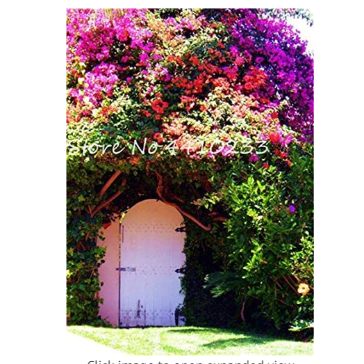 105 Pcs Climbing Bougainvillea Bonsai, Potted Flower Garden Plant, Budding Rate 95%, Floriferous Hardy Plant (Mixed Colors)