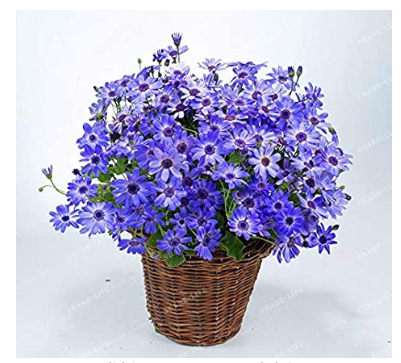 100PCS Florists Cineraria Bonsai 9 Kind Different Bonsai Flowers Pericallis hybrida Bonsai DIY Home and Garden Decor