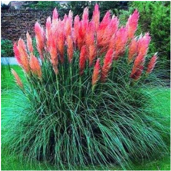 Promotion Mixed Colors Pampas Grass Plant Bonsai Balcony Colorful Grass Flores Best Natural Decoration for Garden 200pcs/bag - (Color: 5)