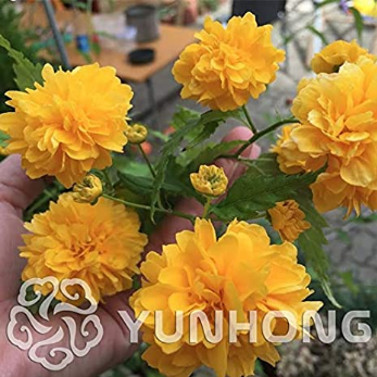50PCS Rare Kerria Japonica -Bonsai Flower Plant for Home Garden Kerria Japonica Plant orquidea semente