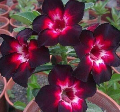 Pink Black White Desert Rose 4 Seeds