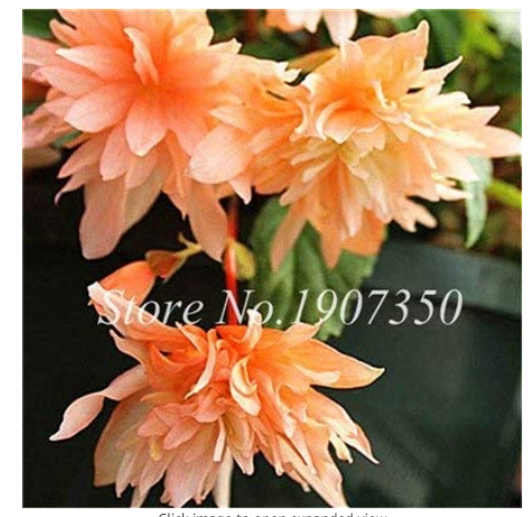 50 Pcs/Bag Bonsai Mixed Rieger Begonias Beautiful Bonsai Multi-Flap Flower Decoration Home Mini Garden Potted Planting