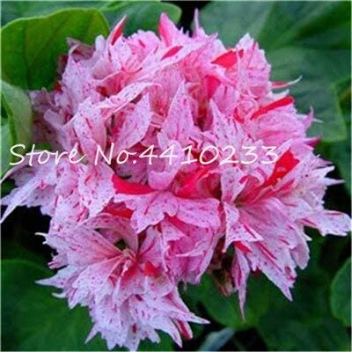 Kasuki Seed 50 Pcs Colorful Geranium Seed Beautiful Garden Flower Perennial Fleur Graine Geranium,Pelargonium Peltatum Seed Plant - (Color: n)