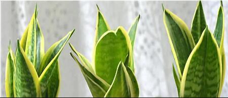 Egrow 400PCS Garden Bonsai Sansevieria Seeds 100% Genuine Organic Organic Blooming Flower Plant Seeds
