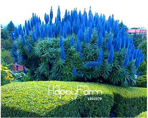 100 Pcs A Pack Big Outdoor Plants Pride of Madeira Bonsai - Echium Fastuosum ~Impressive,DIY Home Garden Flower Flores