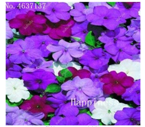 Balsam Flower Bonsai Impatiens Balsamina Bonsai Flower, Toutch-Me-Not Flower for Home Garden Plants 100 Bonsai/Bag