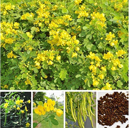 Cassia Seeds herb catsia tora Linn Chinese herb Seeds Flower DIY Home Garden Plant Easy to Grow 20 pcs/Bag