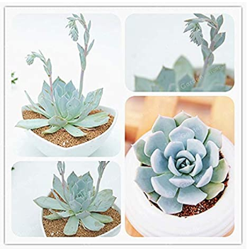 100 Pcs/Pack Echeveria Desmetiana Bonsai Rare Succulent Plant Echeveria Peacockii Bonsai DIY Home Garden Easy to Grow