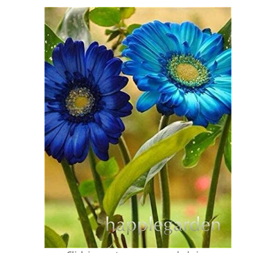 100Pcs/bag Gerbera Daisy Bonsai New Hybrids, Mixed Flower Pot Bonsai Plants Easy to Grow for Jardin, Garden Flowers Plants