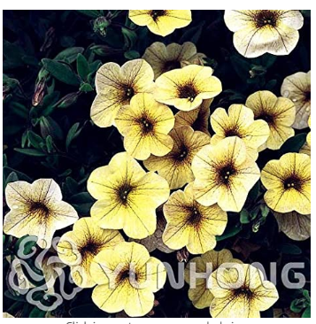 Mini Calibrchoa Million Bells Annual Flower Bonsai, Vary Colors 100PCS Autumn Seasons Indoor Balcony Easy to Plant Flower Plant