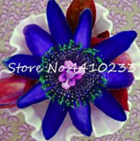 20 Pcs Seed Passion Flower, Passiflora Incarnata Certified Pure Live,Tropical Flower True Native Potted Plant for Home Garden