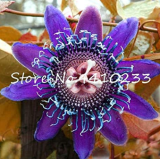 20 Pcs Seed Passion Flower, Passiflora Incarnata Certified Pure Live,Tropical Flower True Native Potted Plant for Home Garden