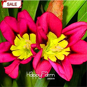 Best-Selling!Balcony Potted Flowers Red Sparaxis Tricolor Rose Flowering Plant Bonsai 50 Particles/Pack,#6QFNI3 - (Color: 2)