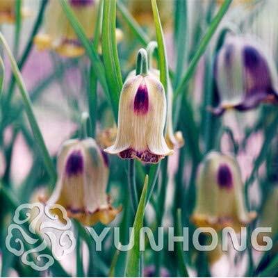 Mixed Snake's Head Persian Fritillary Bonsai Fritillaria Meleagris Mixture Bonsai Easy to Grow Home Garden Cover Plant Seeds 100PCS