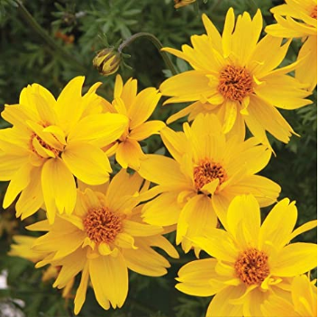 50pcs/lot Bidens Ferulifolia Golden Eye Flower Garden Home Bonsai Home Garden