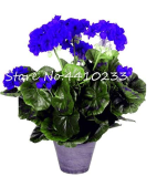 30 Pcs Bonsai Geranium,Perennial Bonsai Flower Plantas Pelargonium Peltatum Seedling Potted Geranium for Home Garden Houseplant