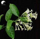Cordate Telosma Tree Semente 60pcs Plant Tuberose Tree for Ye Lai Xian