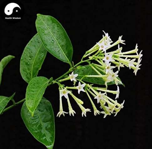 Cordate Telosma Tree Semente 60pcs Plant Tuberose Tree for Ye Lai Xian