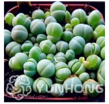 100PCS Ball Conophytum vanzylii Cactus Bonsai Rare Succulent Plant Bonsai Celestial Flower Pot planters Flores
