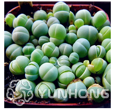 100PCS Ball Conophytum vanzylii Cactus Bonsai Rare Succulent Plant Bonsai Celestial Flower Pot planters Flores