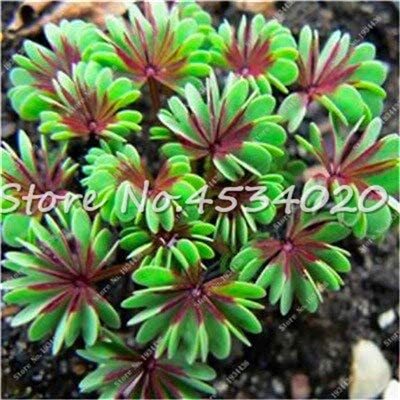 Rare Oxalis Versicolor Plants World's Rare for Little Garden Home Planting Flowers,100 Pcs Best Annual Bonsai Flower Plant