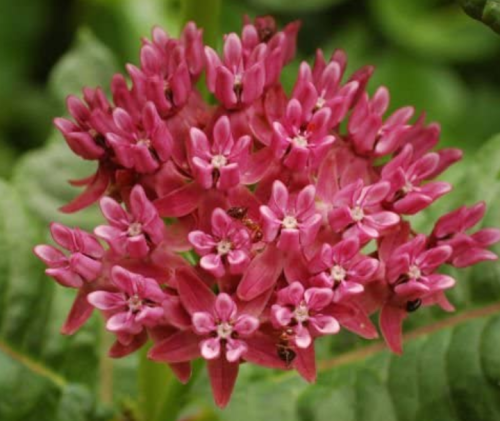 Asclepias purpurascens Purple Milkweed (Monarch Host Plant) 30 pcs