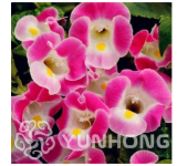 100 Pcs Torenia Fournieri Bonsai Amazing Flower Bonsai DIY Potted Plants Indoor/Outdoor Pot Bonsai Germination Rate of 95%