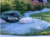 Hot Sale! 200 Pcs/Bag Rock Cress Flower Aubrieta Cultorum Rare Purple Ground Cover Rock Cress Flower Bonsai Home Garden Plant - (Color: 10)