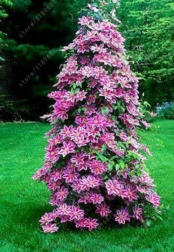 100pcs/bag Clematis seeds flowers clematis vine seeds perennial flower seeds climbing clematis plants bonsai pot garden plant 2