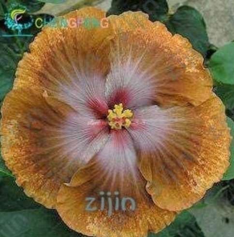 100PCS Hibiscus Rosa-sinensis Perennial Flower Plant Bonsai Big Blooms Red Green Blue Purple Colorful Gard - (Color: Orange)
