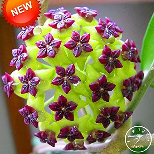 Time-Limit Hoya Flores,Potted Flowers Bonsai Plants Hoya plantas, Orchid Plante DIY Home Garden 100 Particles/lot