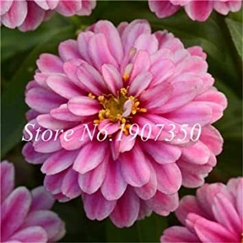 100 Pcs Long Flowering Period Bonsai Zinnias Elegans Widely Cultivated Common Bai Ri Cao Light Up Your Personal Garden - (Color: 13)