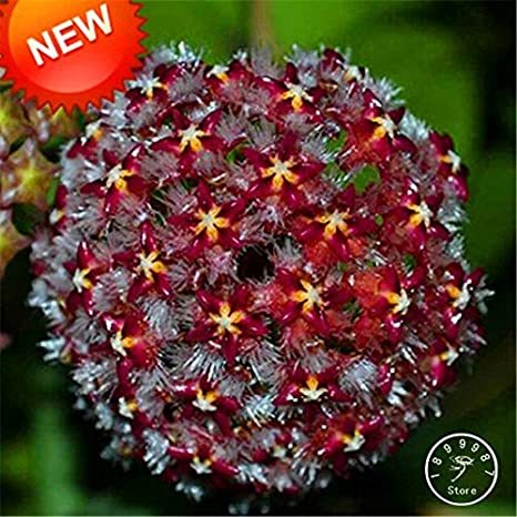 Hoya Bonsai,Potted Hoya Carnosa Flower Flores Garden Plants Perennial Planting Orchid Plantas 100 PCS/Pack