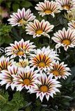 100 Pcs Gorgeous Gazania Rigens Bonsai, Rare Beautiful Flower Plant Popular Africa Bonsai for DIY Home Garden Supplies Bonsai