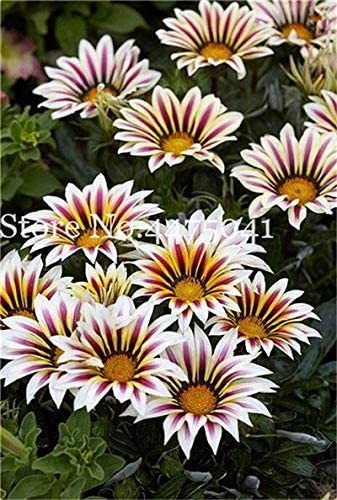 100 Pcs Gorgeous Gazania Rigens Bonsai, Rare Beautiful Flower Plant Popular Africa Bonsai for DIY Home Garden Supplies Bonsai