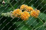 New Arrival 50pcs/lot Imported Butterfly Bush Bonsai Buddleia Davidii Mix Flower Bonsai Home Garden Bonsai Plant DIY pi - (Color: Multi-Colored)