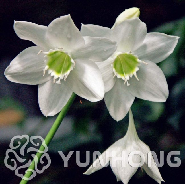 100PCS Mixed Eucharis Grandiflora Bonsai, Heat Tolerant,Easy Growing Big Beautiful Flower, Easy Growing
