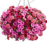100PCS Hanging Petunia Flores Melissa Original Flower plantas Perennial Flowers for Home Garden Bonsai Pot Planting - (Color: Mix)