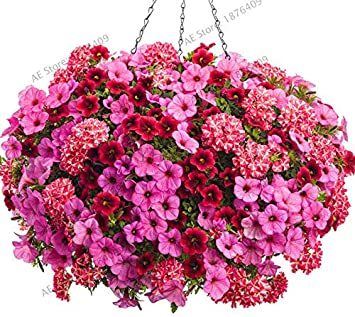 100PCS Hanging Petunia Flores Melissa Original Flower plantas Perennial Flowers for Home Garden Bonsai Pot Planting - (Color: Mix)