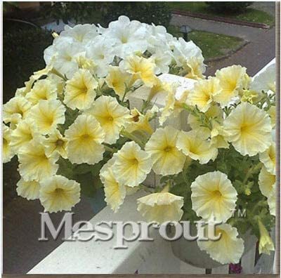 Petunia Flower Bonsai Petunias Garden Bonsai Balcony Petunia Hybrida Flower Bonsai A Package 100 Pieces
