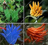 30 Pcs/Bag, Bergamot pcs, Family Potted Plants,Colourful Buddha Hand, Purify Air,Plants Perennial Flowers for Garden - (Color: Mixed)