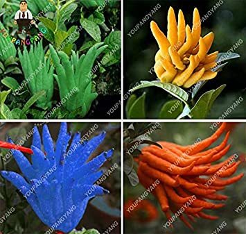 30 Pcs/Bag, Bergamot pcs, Family Potted Plants,Colourful Buddha Hand, Purify Air,Plants Perennial Flowers for Garden - (Color: Mixed)
