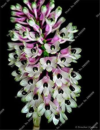 100 Pcs/Bag Multi Color Dendrobium Orchids Bonsai Tree Very Easy Grow Home & Garden Building Flower for Sale - (Color: 7)