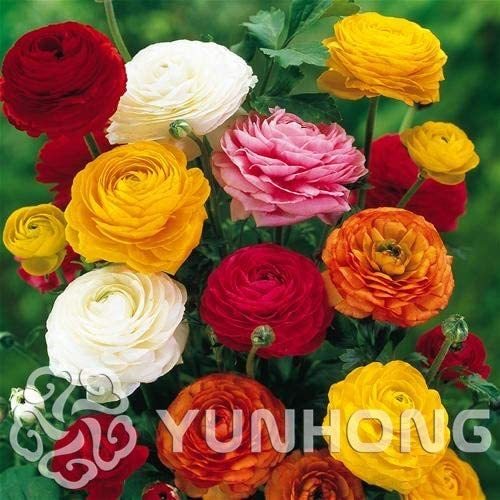 100PCS Ranunculus asiaticus Flower Bonsai for Home & Garden DIY Plants Persian Buttercup Plant Flower Bulbs