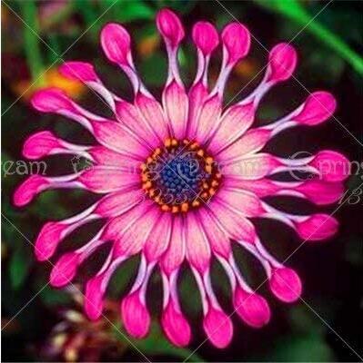 30pcs/bag Osteosoernum Flower Promotion Balcony Bonsai Flower Flowering Farm Perennial Garden Plants