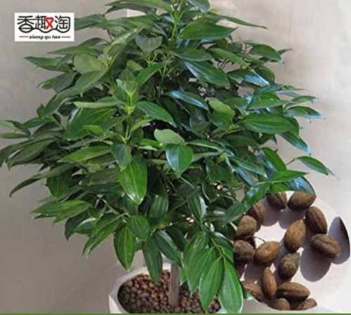 Green Tree cinnamon seeds, indoor seeds 6pcs