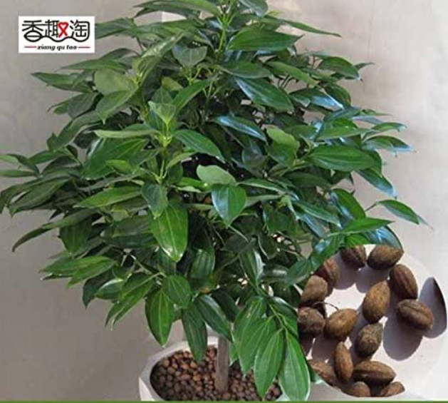 Green Tree cinnamon seeds, indoor seeds 6pcs