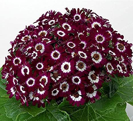 100PCS Florists Cineraria Bonsai 9 Kind Different Bonsai Flowers Pericallis hybrida Bonsai DIY Home and Garden Decor