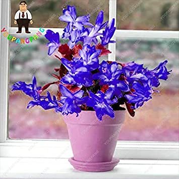 Zygocactus Truncatus Plants Rare Schlumbergera Plants Orchid Bonsai Plants Flower Multi-Colored Choose DIY for Home Garden 200 P - (Color: Multi-Colored)